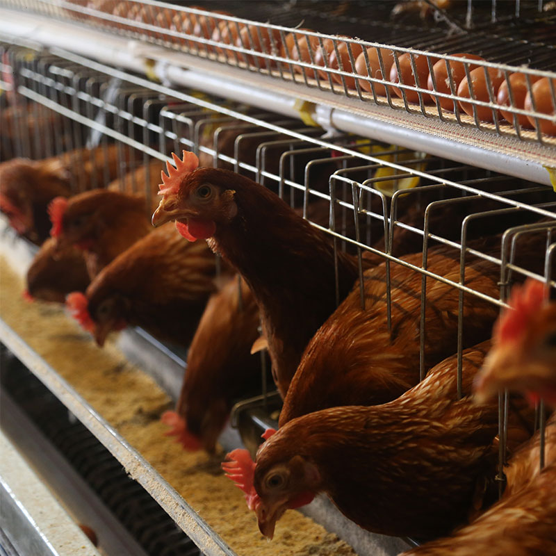 Do you know about these poultry cage systems designed to optimise egg production by housing layers in a structured efficient and controlled environment