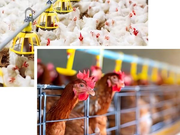 Automatic Layer Battery Cage VS Deep Litter System | Vanke China–Nigeria