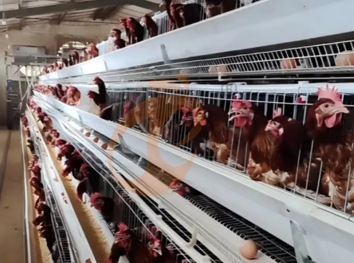 Vanke (China–Nigeria Branch) Supplying Fully Automatic Battery Cage Systems In Nigeria