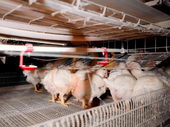 Efficient Broiler Farming Equipment List And Solutions — Maximize Yield, Optimize ROI