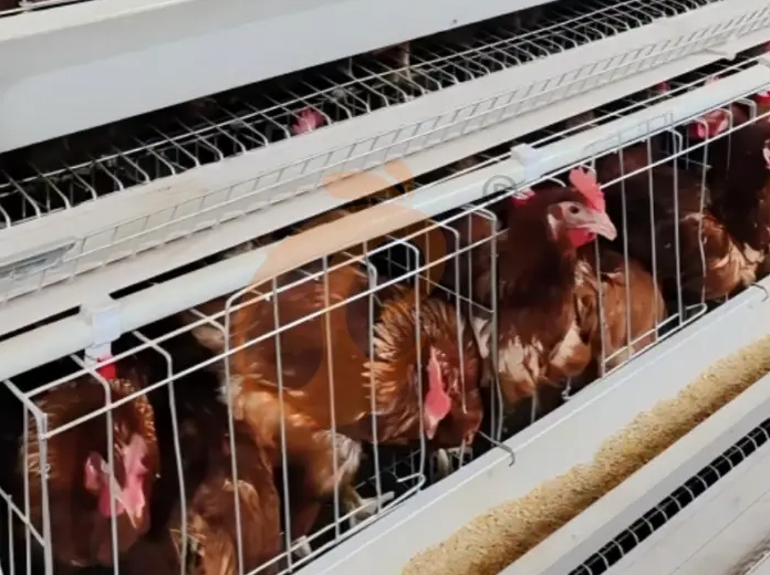 A Type VS H Type Fully Automatic Battery Cage Systems in Nigeria - Vanke (China–Nigeria Branch)