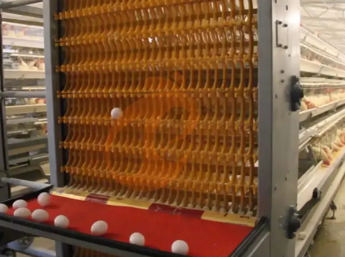 Nigeria Battery Cage System Price, Delivery And Installation - Vanke (China–Nigeria Branch)