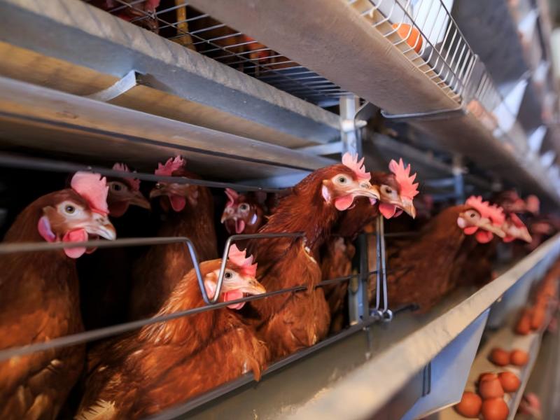 Nigeria Battery Cage For Broiler: Efficient Design Reduces Feed Waste By 30%