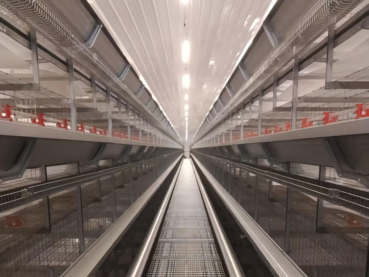 Nigeria Battery Cage For Broiler: Automatic Manure Removal For Cleaner Farms