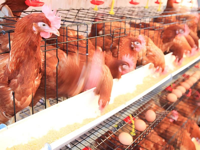 Nigeria Battery Cage For Layer: How To Boost Egg Yield By Up To 30% With Modern Housing