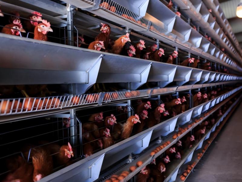 The Most 8 Important Battery Cage Advantage In Modern Nigerian Poultry Farms