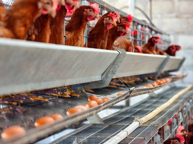 Why Poultry And Broiler Farming In Nigeria Remains Highly Profitable: Discover The Facts