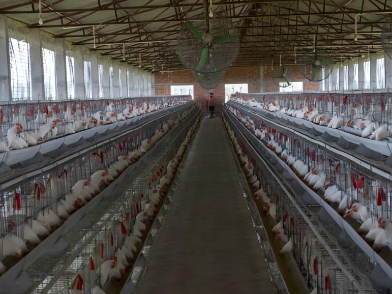 Why Automatic Cage System Could Improve The Farm Benefits