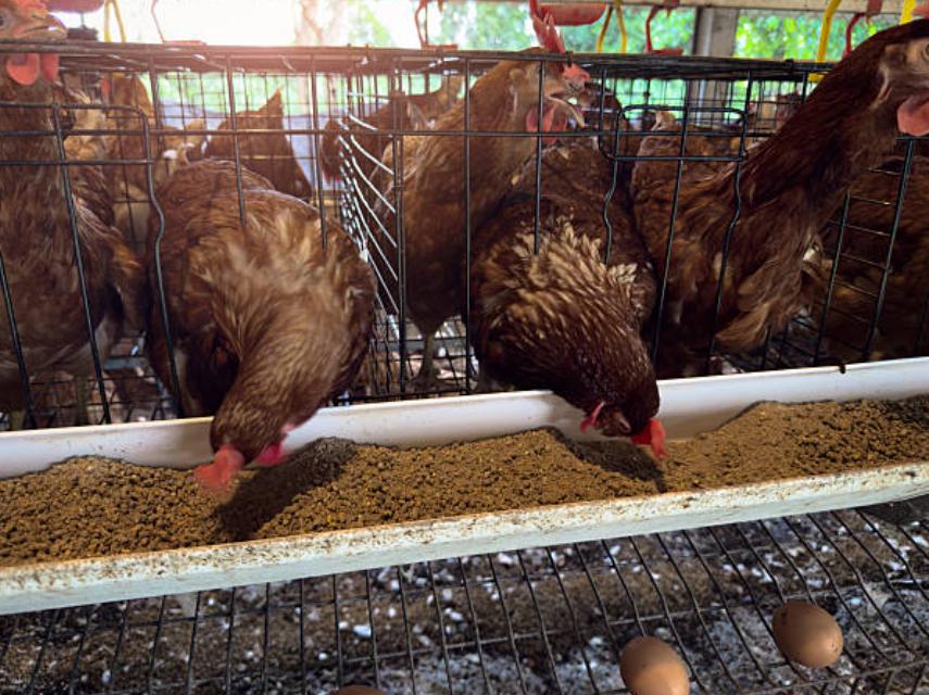 Broiler Production In Nigeria