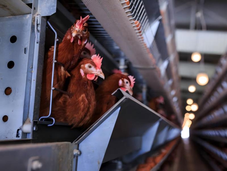 Why Poultry And Broiler Farming In Nigeria Remains Highly Profitable Discover The Facts