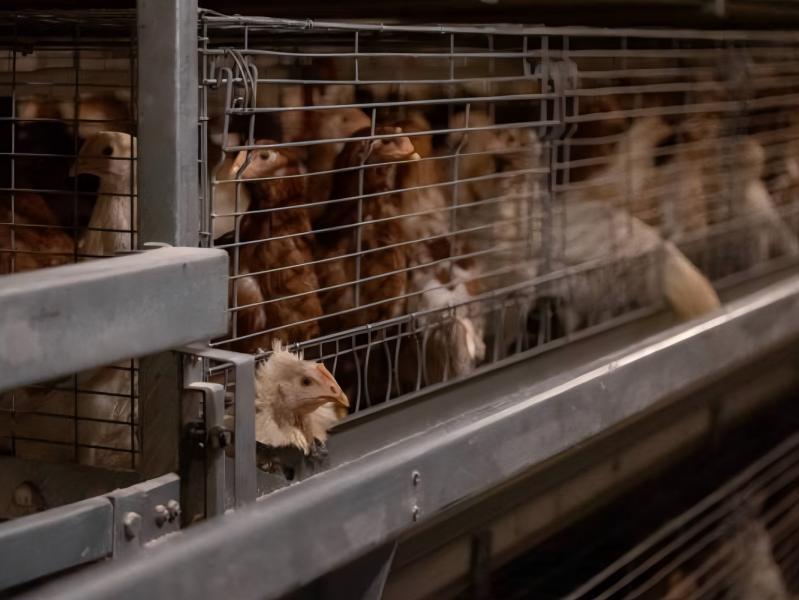 Why Broiler Farming in Nigeria Is Highly Profitable | VANKE