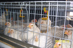 Broiler Cage