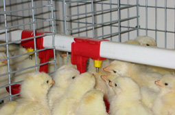 Chick Cage