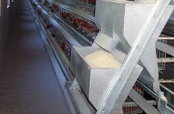 Automatic Feeding System