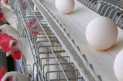 Egg Collection System